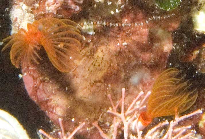 Presenza misteriosa (Ophiothrix fragilis)